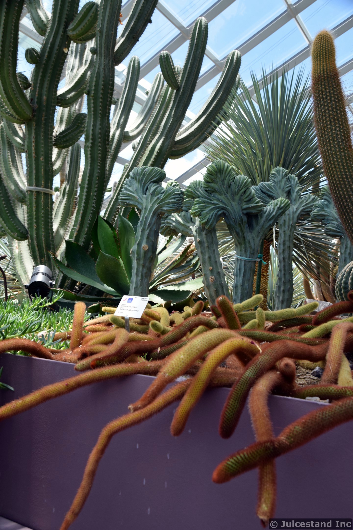 Golden Rat Tailed Cacti in Flower Dome