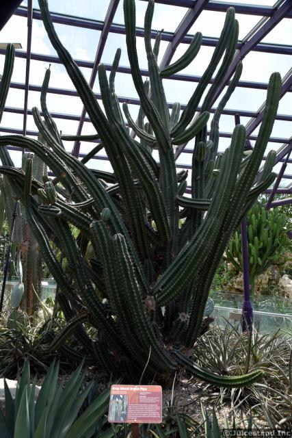 Grey Ghost Organ Pipe Cactus at Gardens by the Bay
