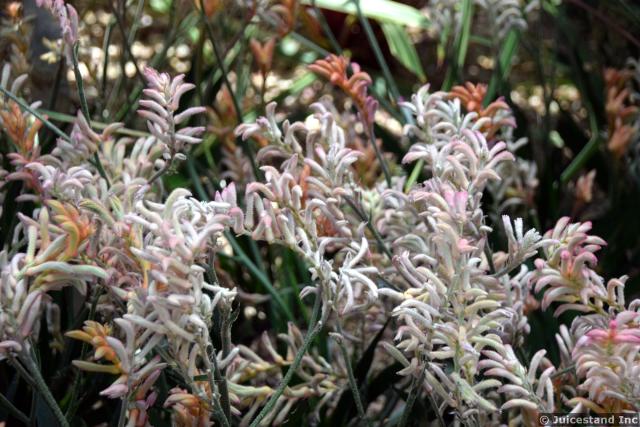 Kangaroo Paw Plant at Gardens by the Bay