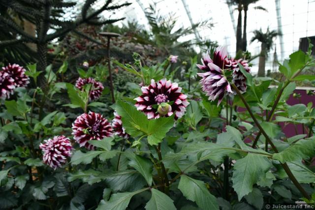 Magenta and White Dahlia at Gardens by the Bay