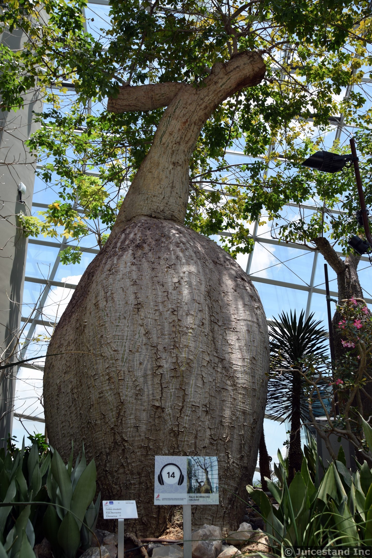 Palo Barracho Tree at Gardens by the Bay