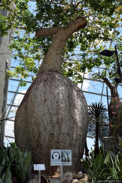 Palo Barracho Tree at Gardens by the Bay