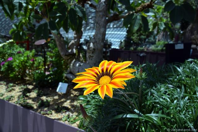 Pied Gazania Flower at Gardens by the Bay