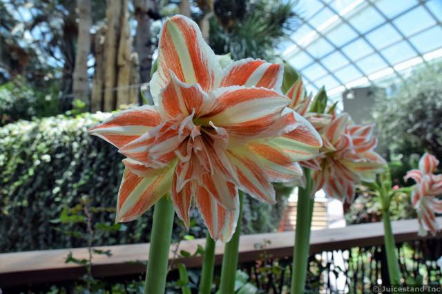 Pink and White Amaryllis inside Flower Dome Gardens by the Bay