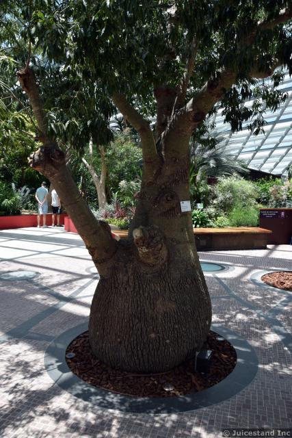 Queensland Bottle Tree Brachychiton Rupestris at Gardens by the Bay