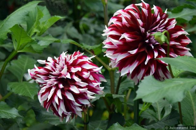 Red and White Dahlia at Gardens by the Bay Flower Dome