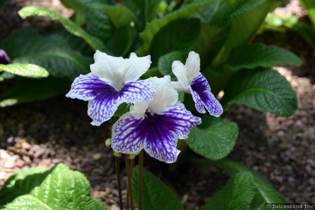 Streptocarpus Cultivar Flower at Gardens by the Bay