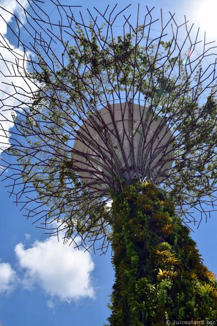 Super Tree at Golden Garden at Gardens by the Bay