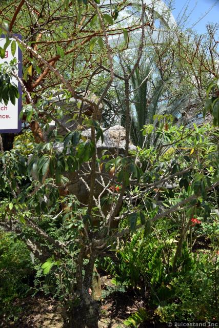 Vanilla Cotton Tree at Gardens by the Bay