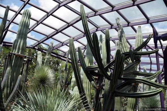 Various Cacti at Gardens by the Bay