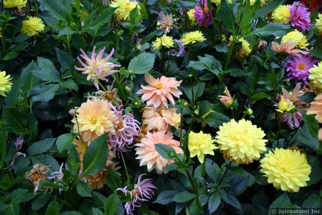 Various Dahlias at Flower Dome Gardens by the Bay