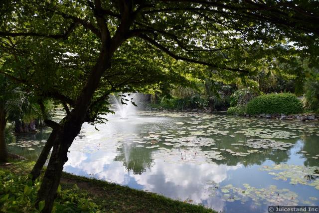 Water Lily Pond at Gardens by the Bay