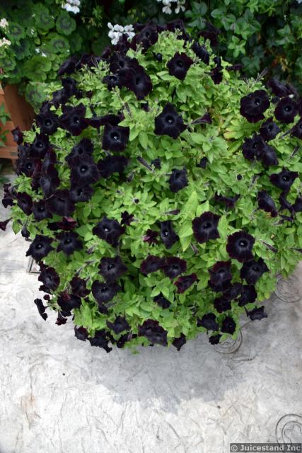 Black Satin Petuna Flowers