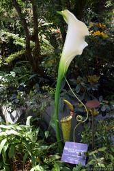 Calla Lily Pitcher Plant at Cloud Forest