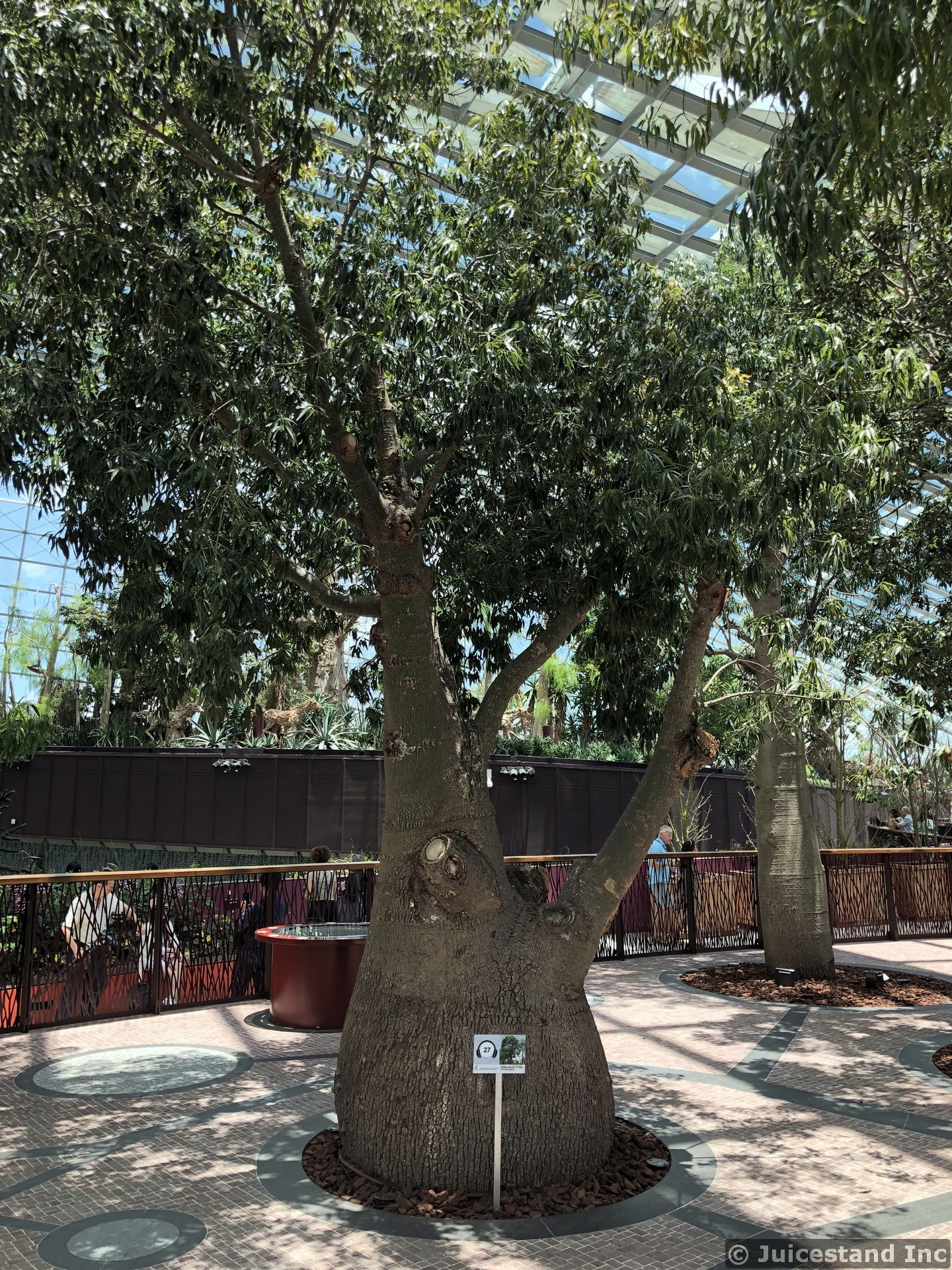 Chubby Tree at Flower Dome Gardens by the Bay