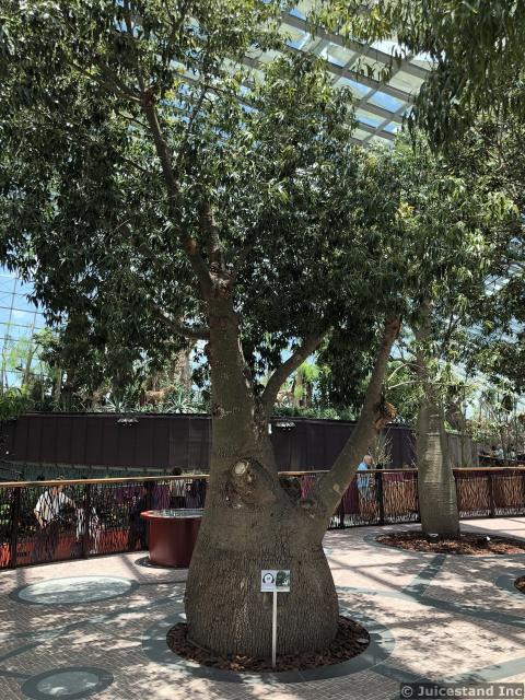 Chubby Tree at Flower Dome Gardens by the Bay