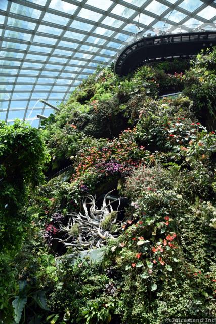 Countless Flowers & Vines Cover the Cloud Forest Mountain