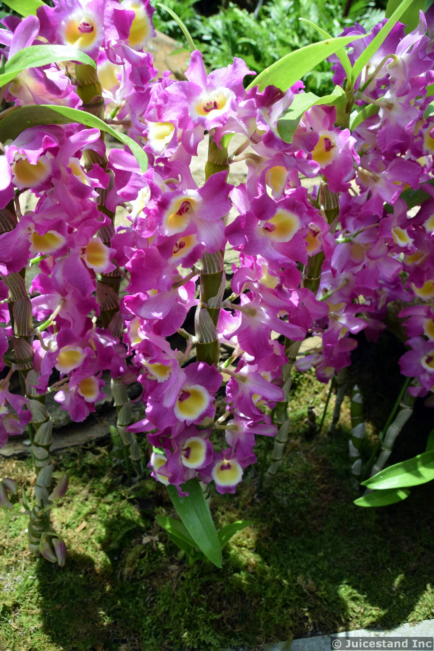 Dendrobium Napori Orchids at Gardens by the Bay