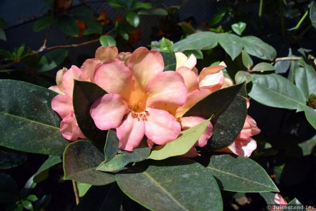 Desert Rose Flower at Cloud Forest Gardens by the Bay