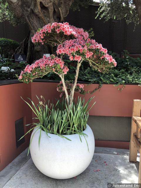 Desert Rose in Eggshell Planter