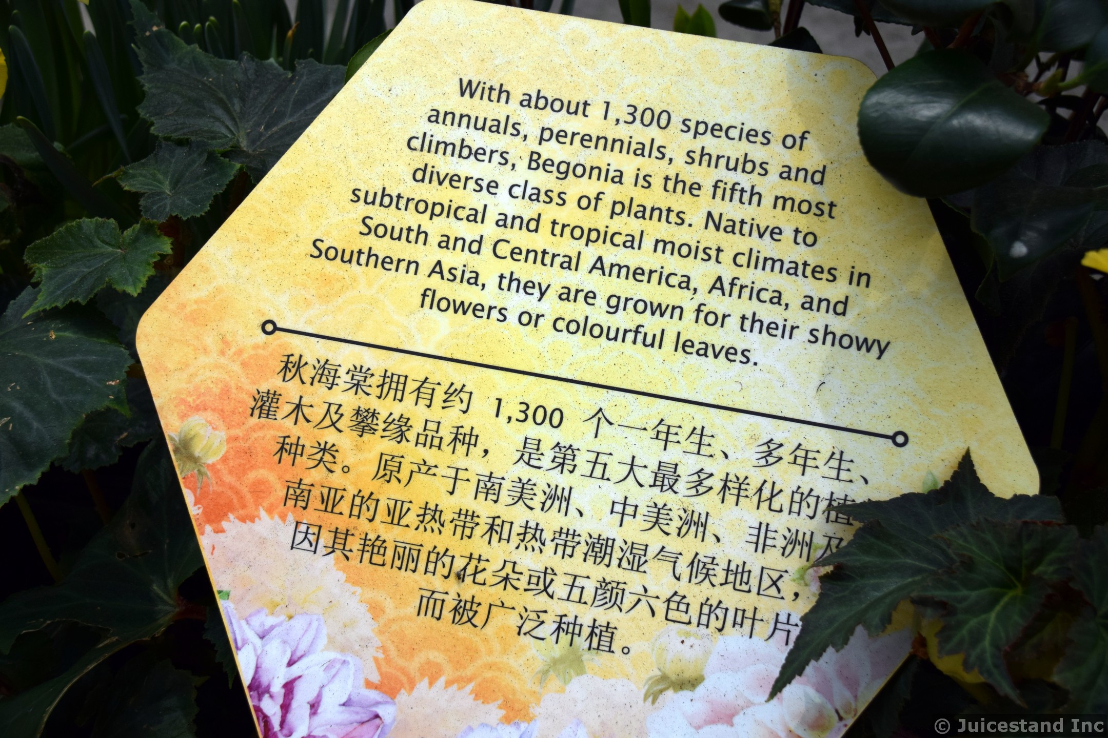 Gardens by the Bay Info on Begonias