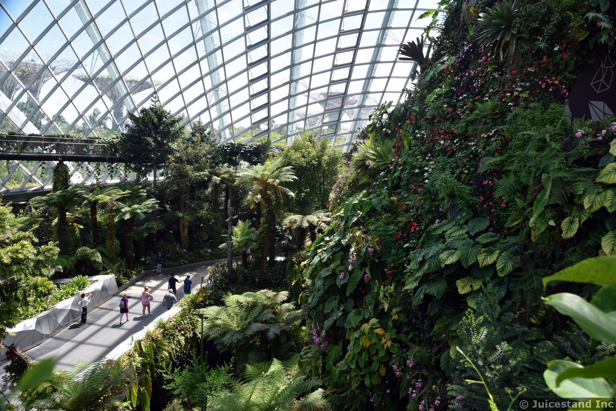Inside Cloud Forest Dome with View of Supertrees