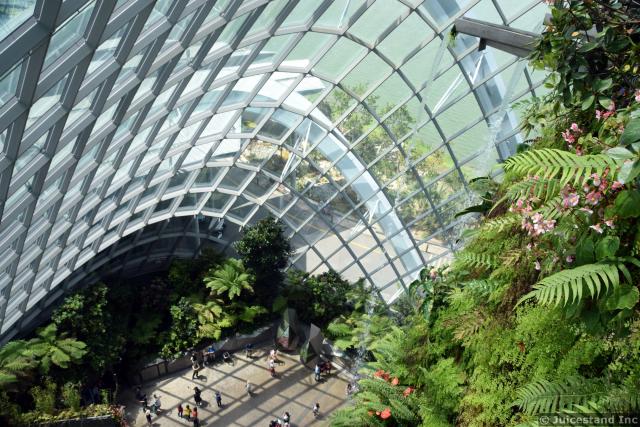 Looking down from Lost World Mountain inside Cloud Forest