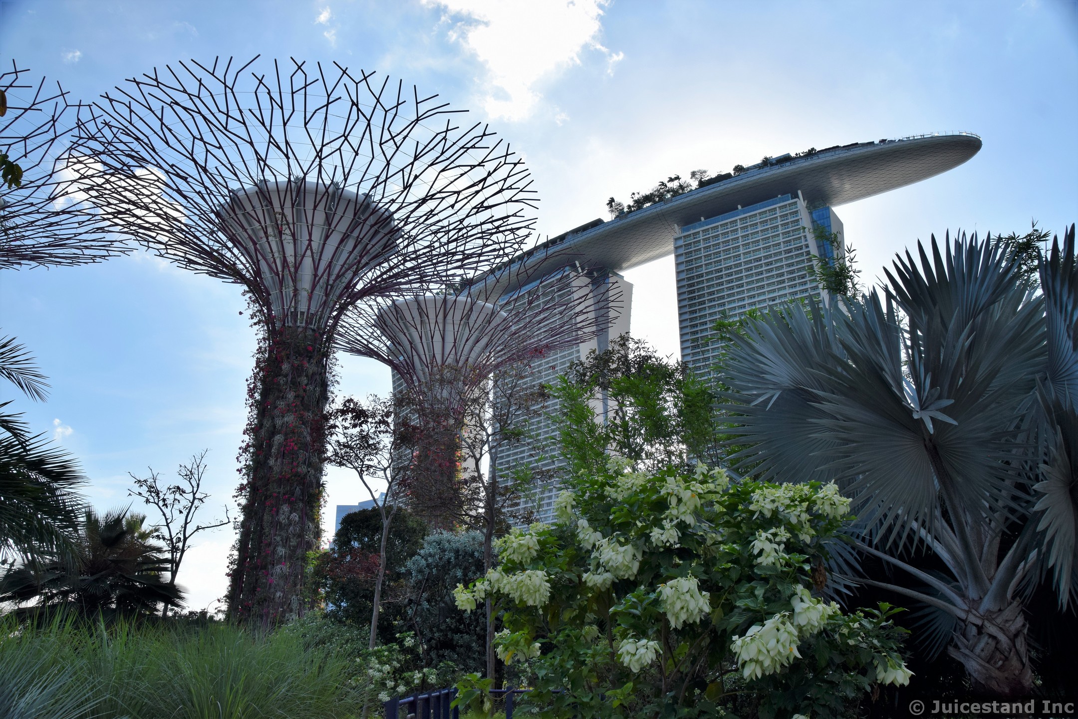 Marina Bay Sands and Supertrees