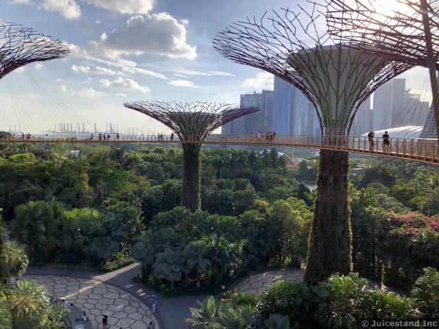 OCBC Skyway in Supertree Grove