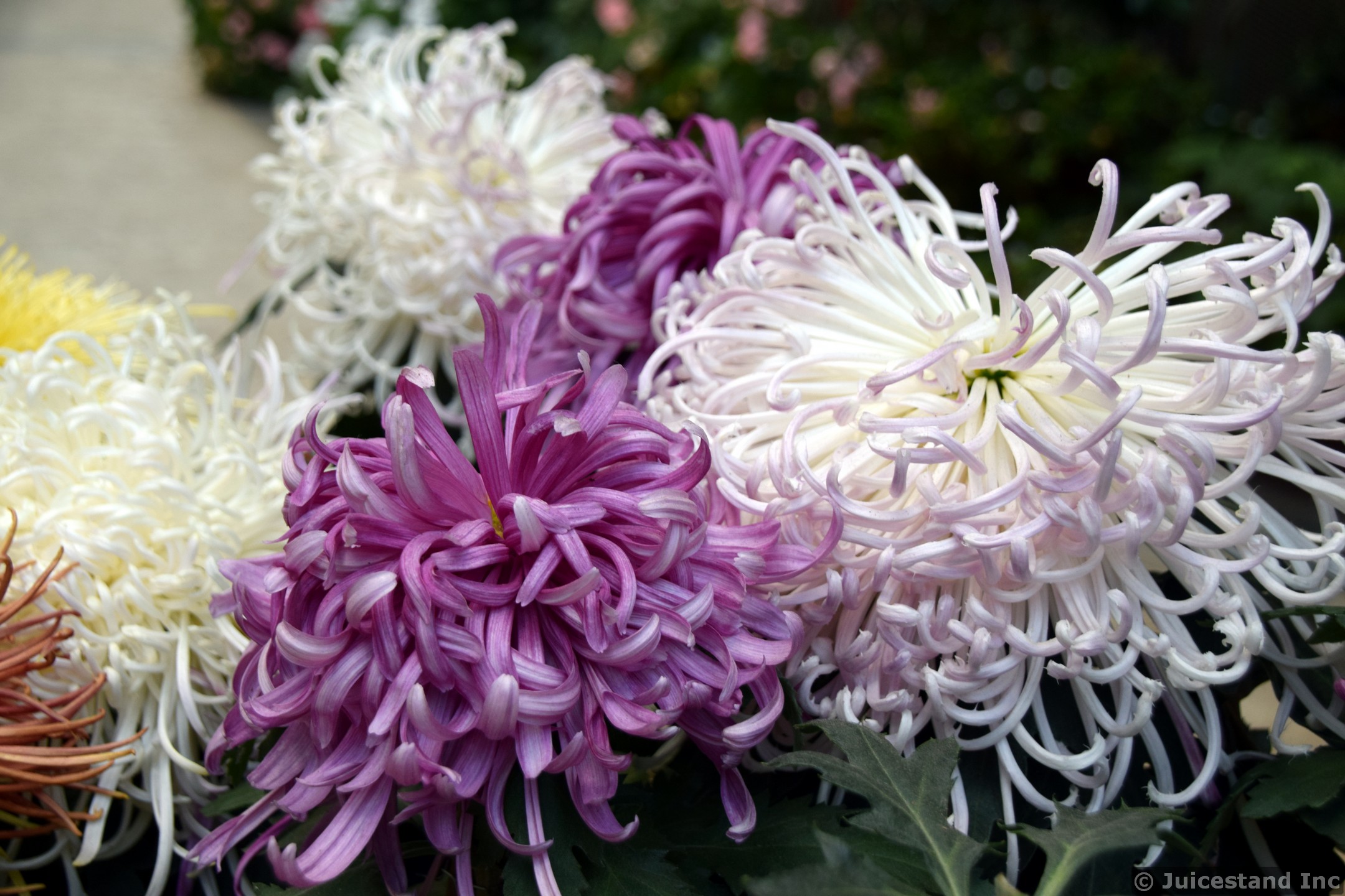 Purple and White Hyacinth Flowers at Gardens by the Bay