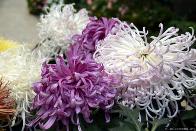 Purple and White Hyacinth Flowers at Gardens by the Bay