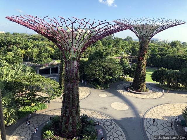 Super Trees Seen from OCBC Skyway