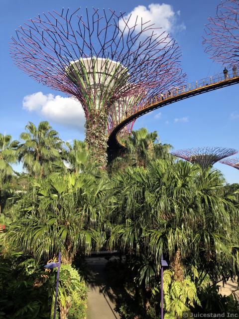 Supertrees & OCBC Skyway