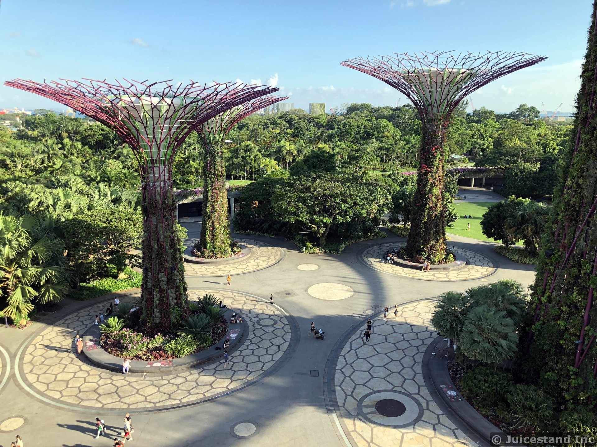 Supertrees Grove seen from OCBC Skywalk