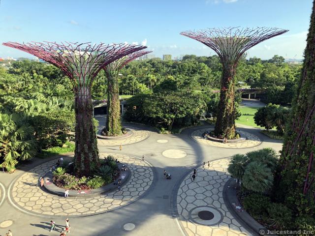 Supertrees Grove seen from OCBC Skywalk