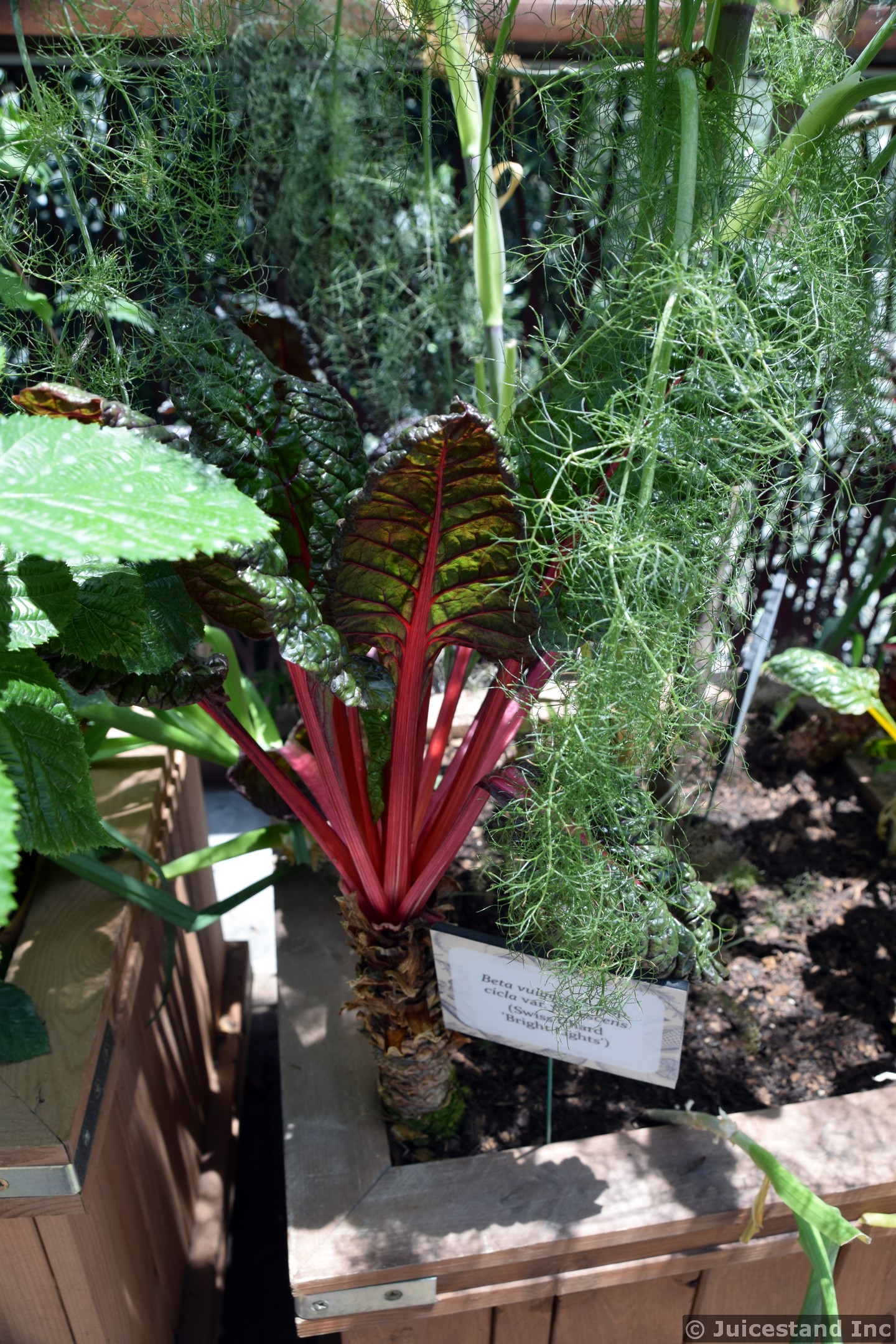 Swiss Chard inside Flower Dome