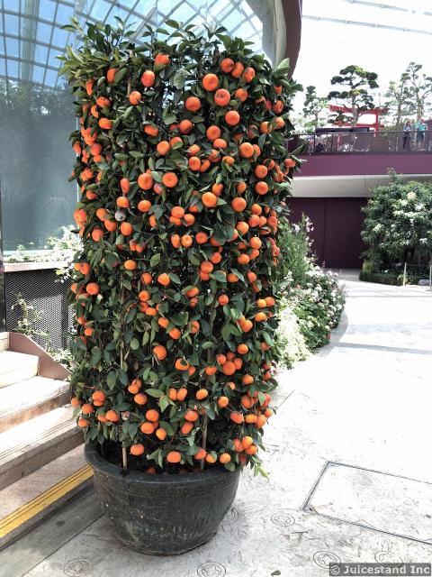 Tangerine Tree in Planter at Gardens by the Bay
