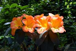 Tropical Pink Lilies at Cloud Forest