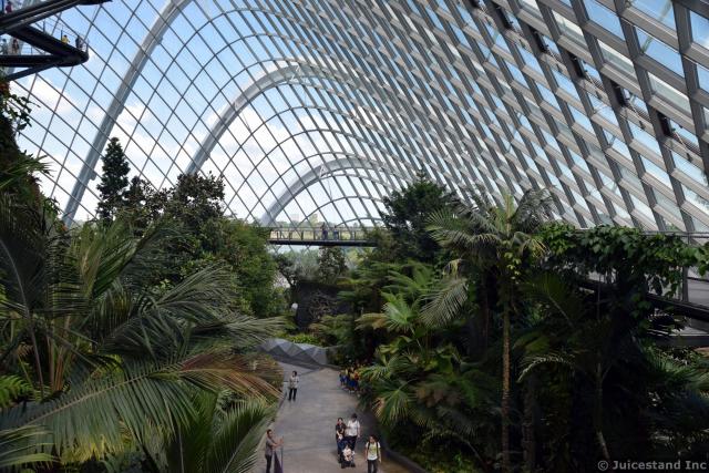 View from Cloud Forest Tree Top Walk