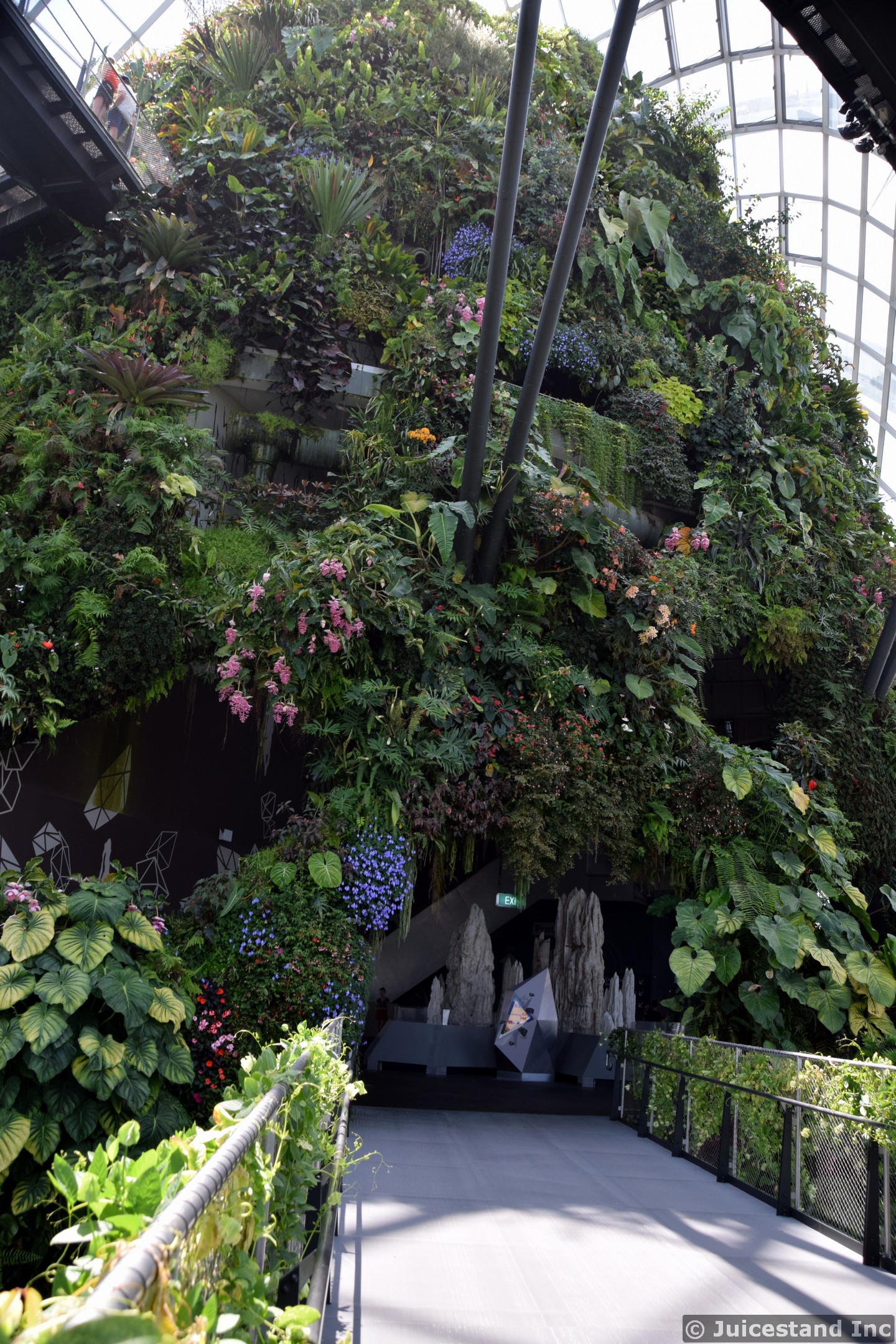 Walkway to the Cavern in the Cloud Forest
