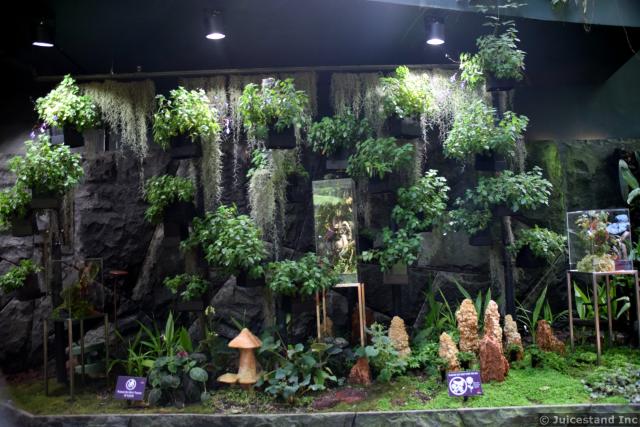 Wall of Plants & Begonias