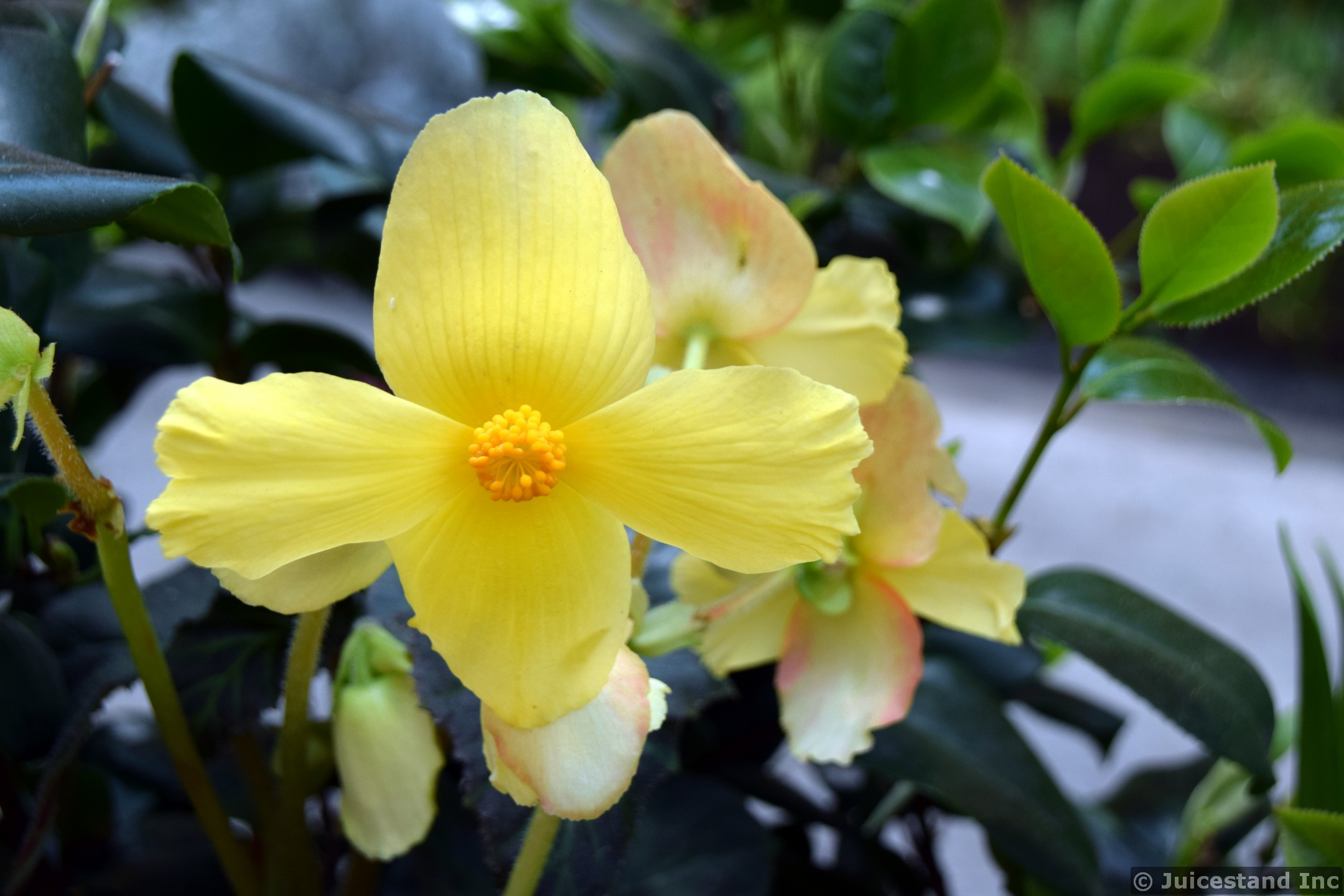 Yellow Begonia Flower at Gardens by the Bay