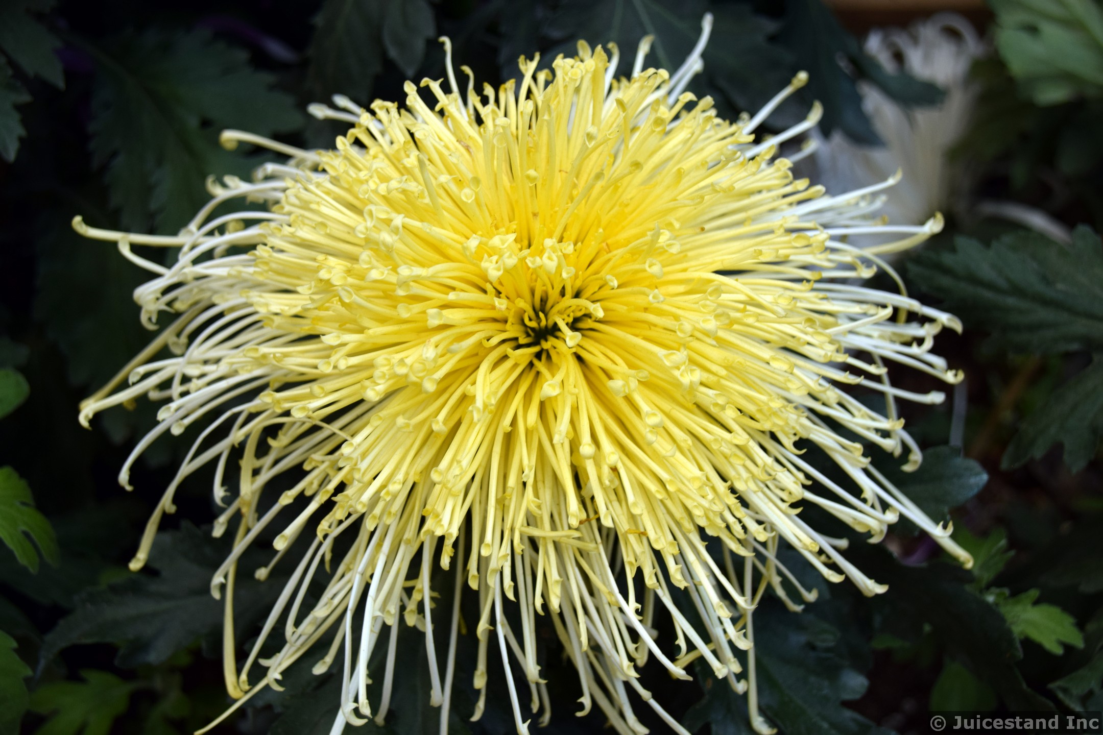Yellow Mimosa pudica Shameplant Flower at Gardens by the Bay