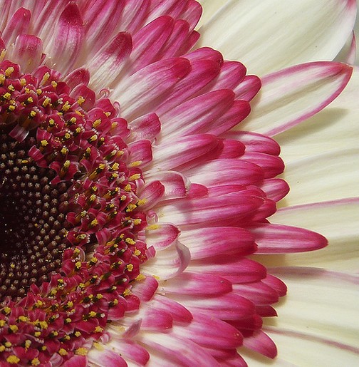 close up daisy flower in two colors.jpg