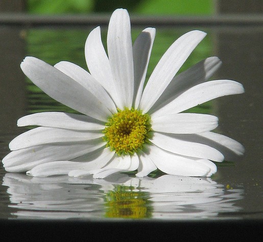 close of photo of daisy flower in white.jpg