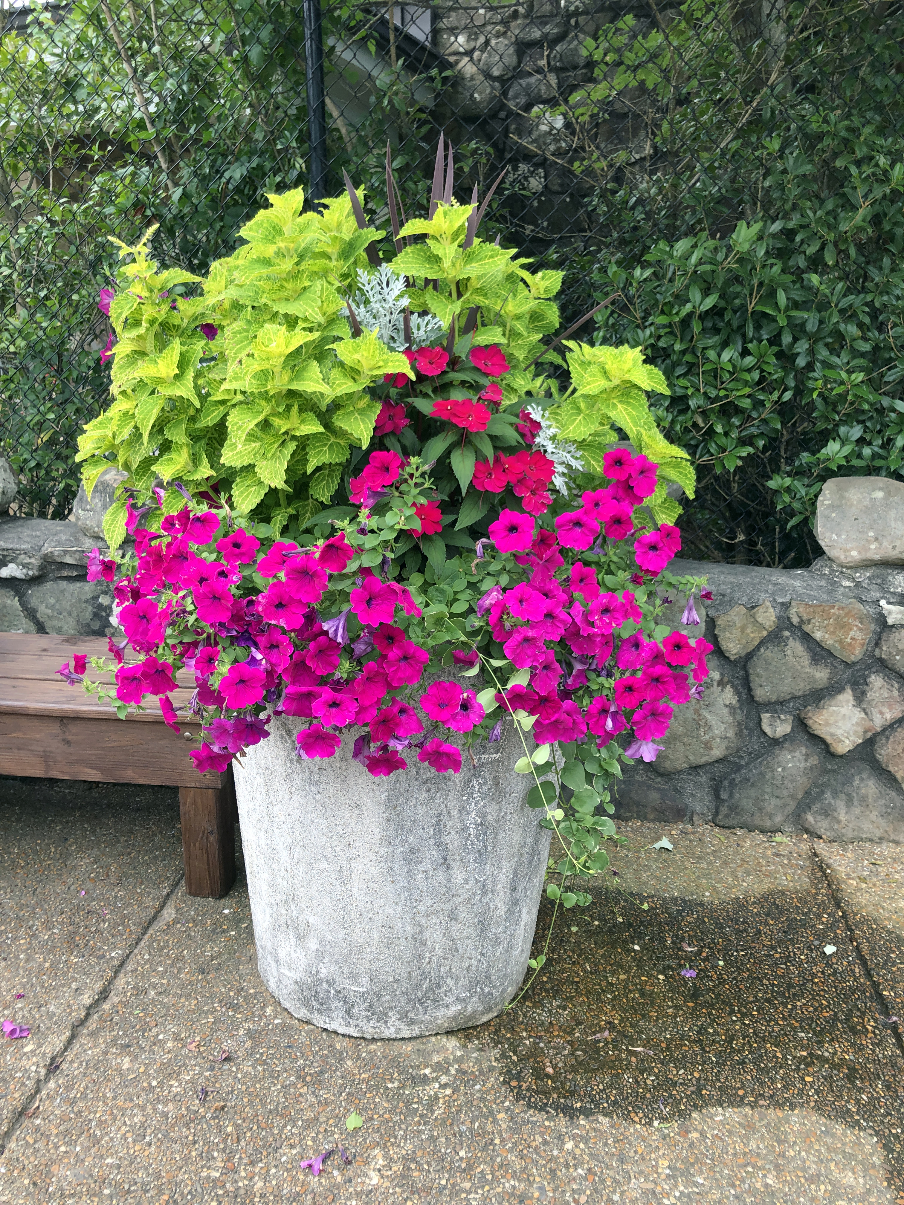 Bougainvillea in Stone Planter