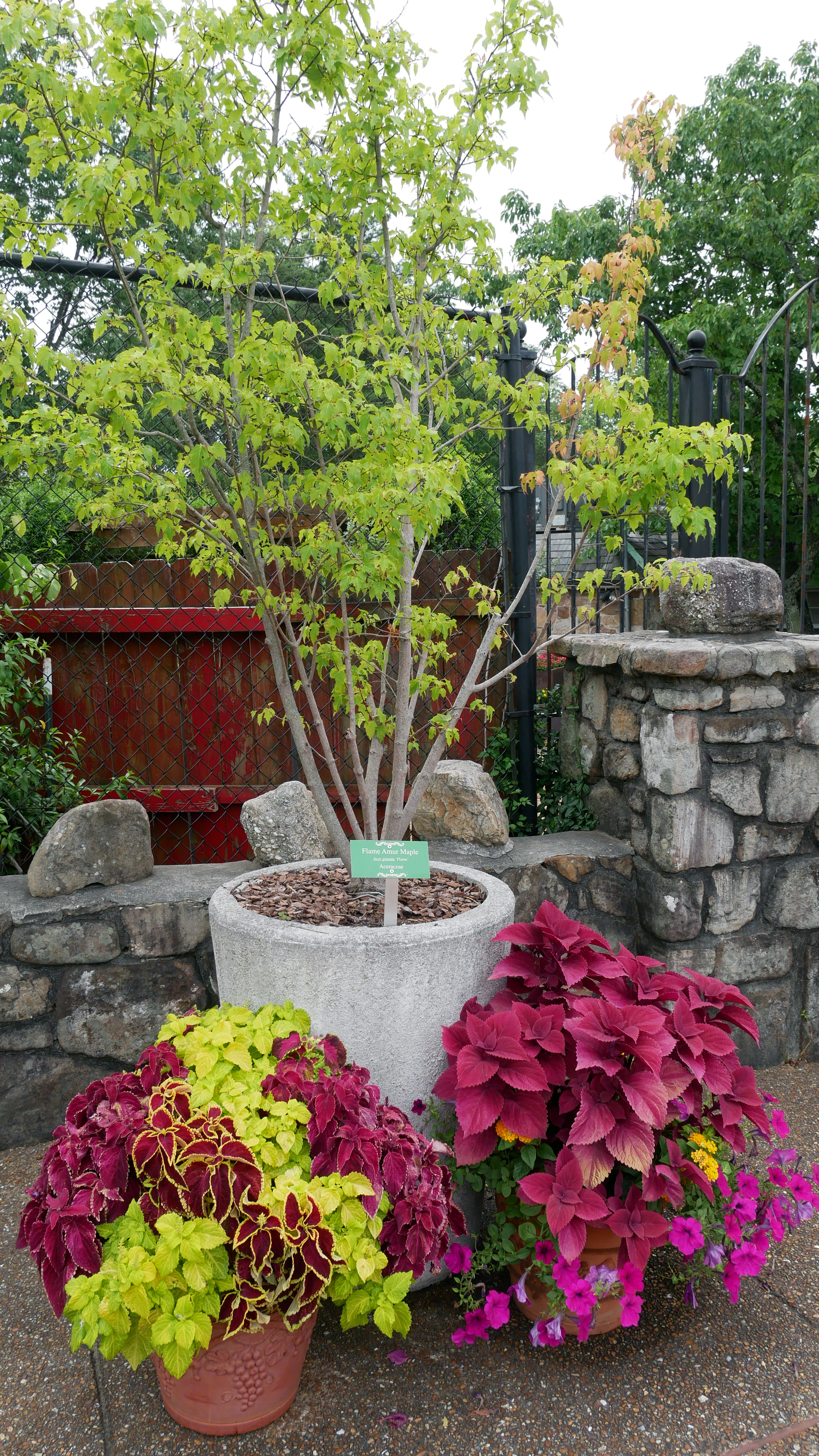 Flame Amur Maple aka Acer ginnala Flame Aceraceae in Planter
