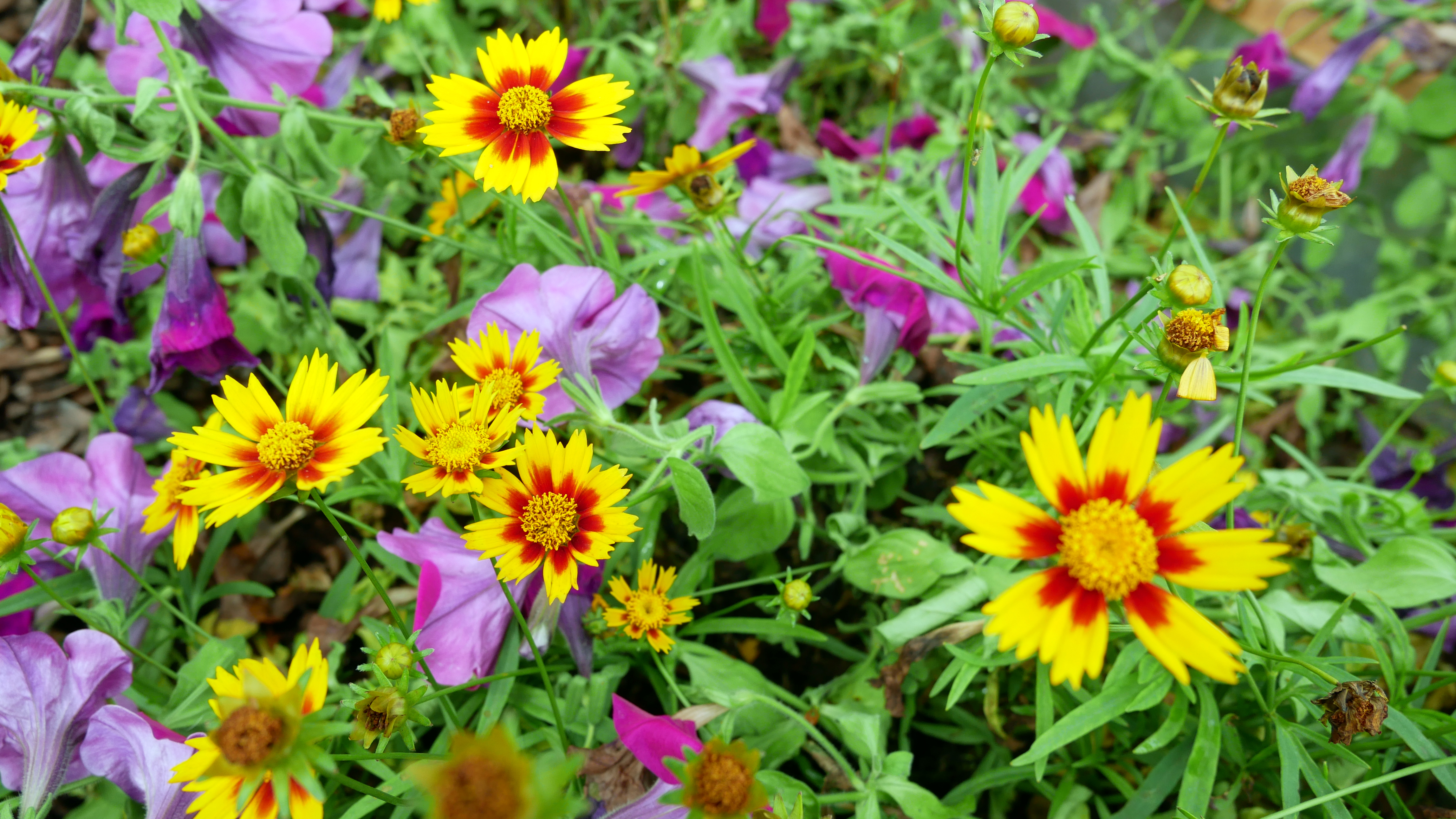 Indian Blanket flowers in Yellow and Red