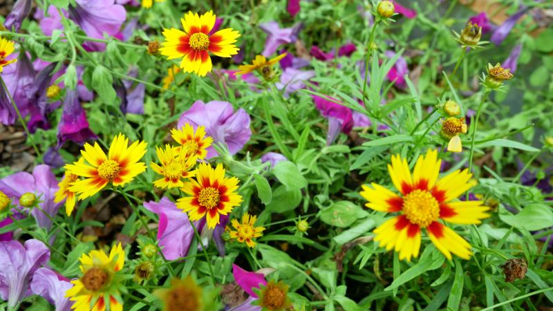 Indian Blanket flowers in Yellow and Red