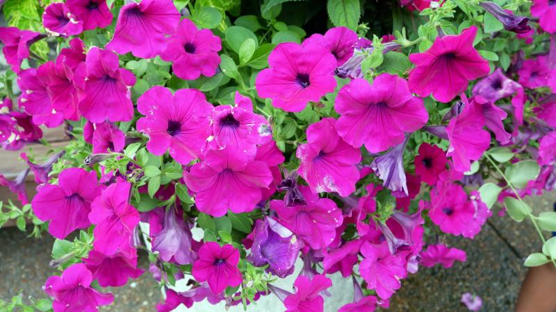 Red Petunias at Rock City Garden